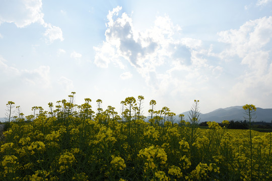 云南油菜花