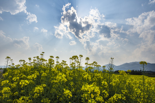 云南油菜花