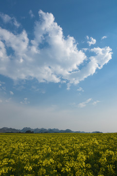 云南油菜花
