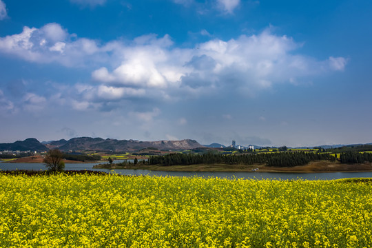 云南油菜花