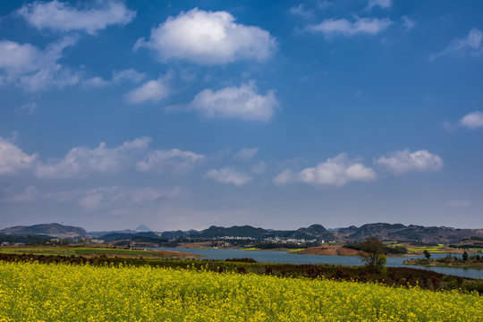 云南油菜花