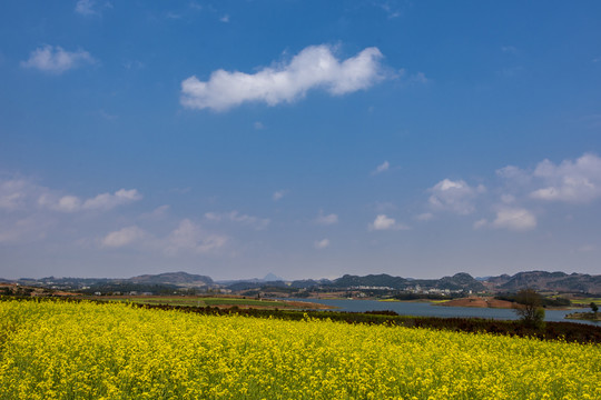 云南油菜花