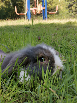 躲在草丛中的兔子