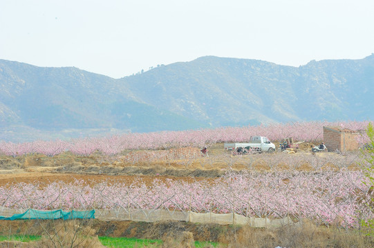 万亩桃花园