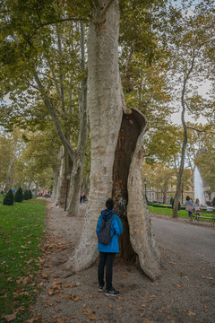 一个人站在一颗大树下