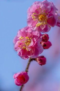 梅花特写