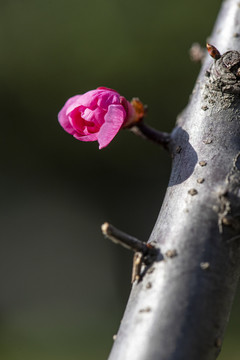 梅花