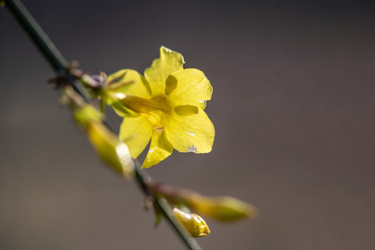 迎春花特写