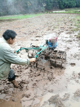 水稻田