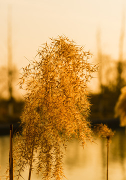 夕照芦苇