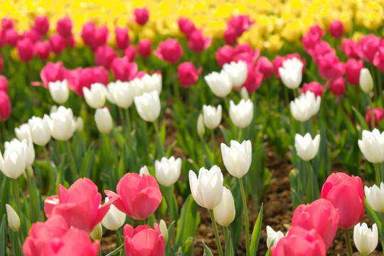 郁金香花海