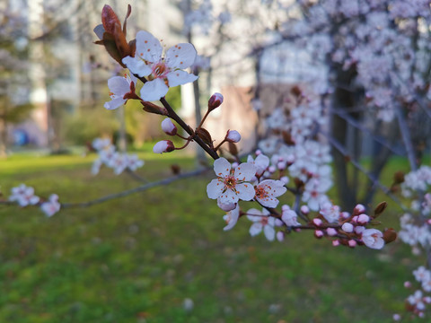 春天梅花桃花