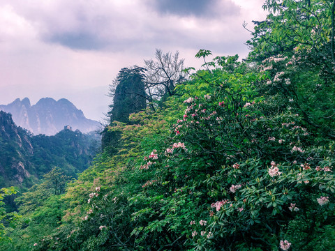 黄山