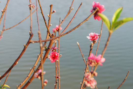 梅花