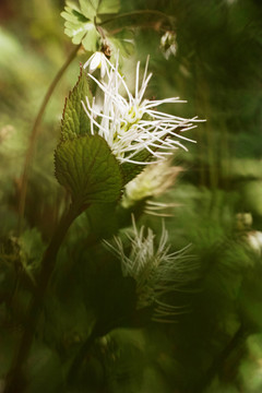 花卉背景