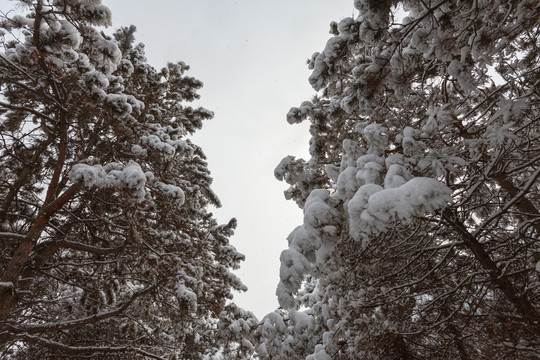 棋盘山冬季雪景75