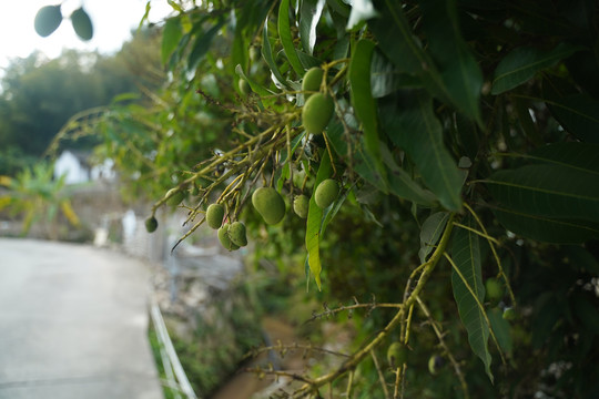 路边的小芒果