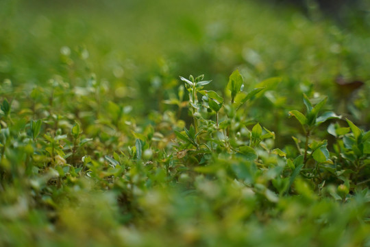 绿色小草