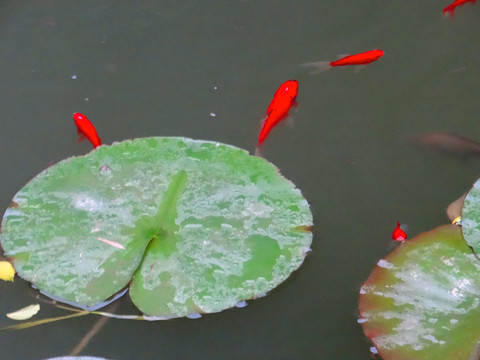 荷花三