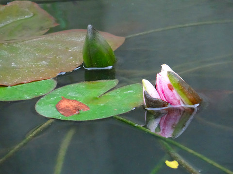 荷花十