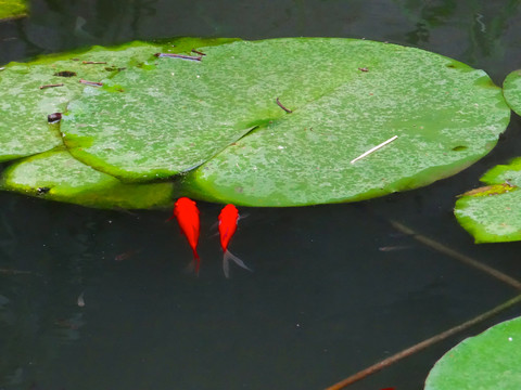 莲花三