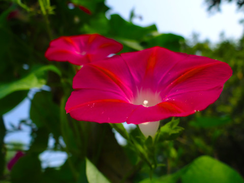 花花七