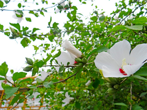 花草四