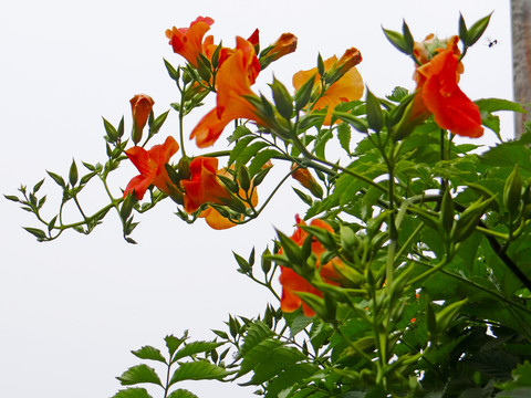 花草三