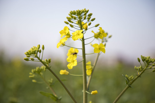 油菜花