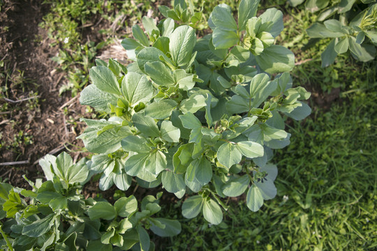 蚕豆植株高清