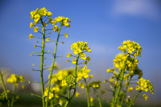 油菜花