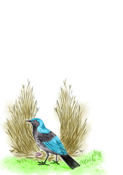 园丁鸟水彩插画