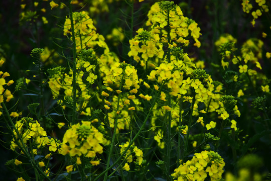 油菜花