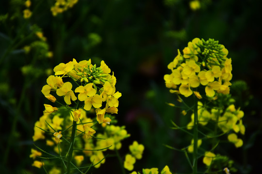 油菜花