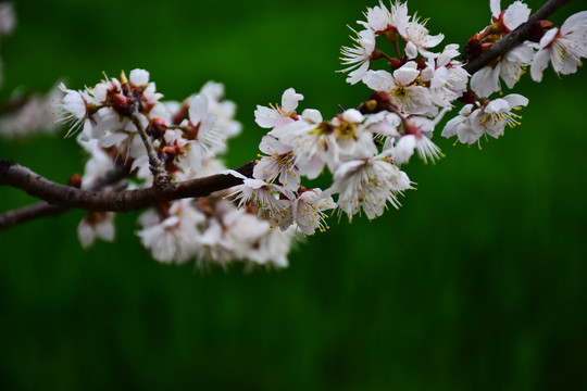 东京樱花