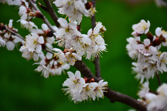 东京樱花