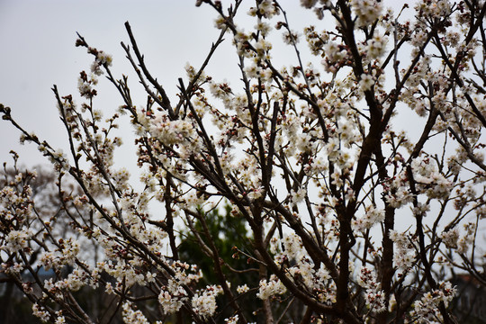 东京樱花