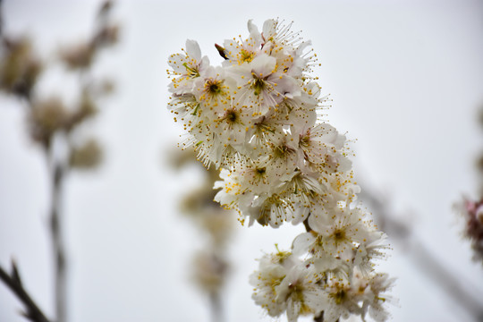 东京樱花