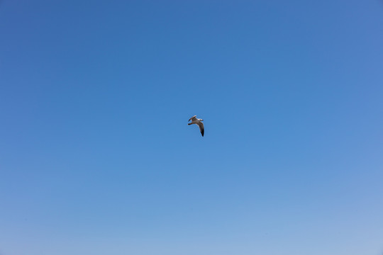 一只飞翔的海鸥