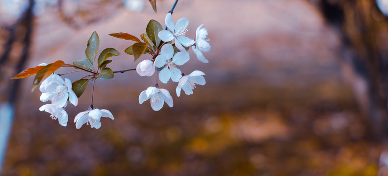 紫叶李花