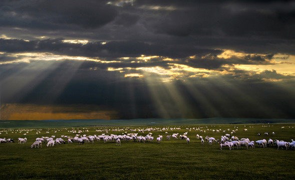 呼伦贝尔草原上的羊群