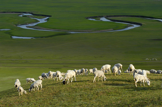 草原曲水与羊群