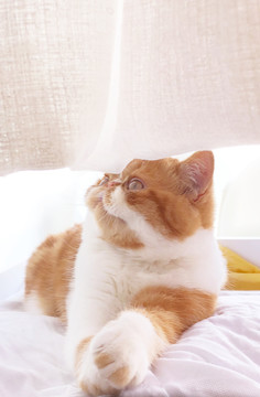 阳光下的加菲猫