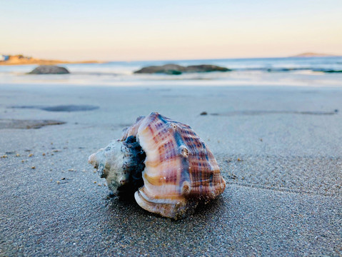 海滩上的海螺