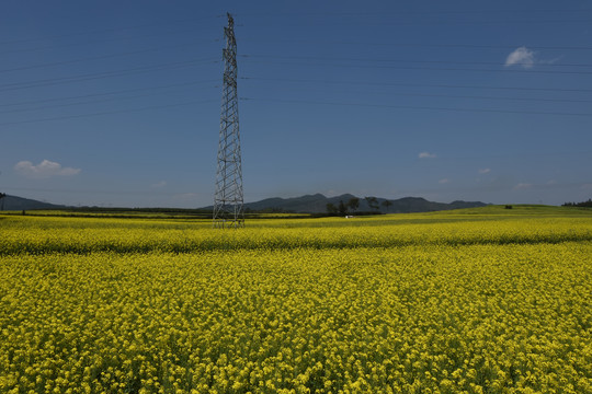 罗平油菜花