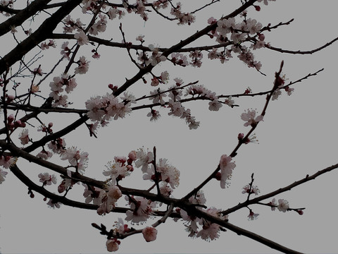 桃树花开