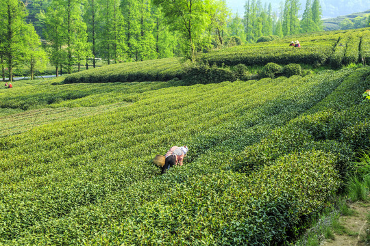 生态茶园人工采茶