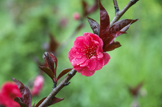 桃花