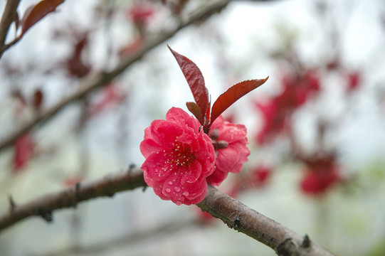 桃花