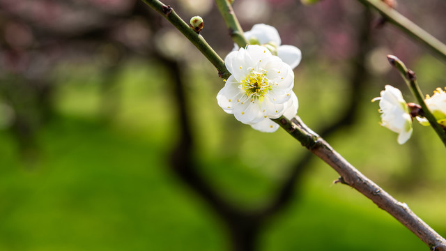 梅花